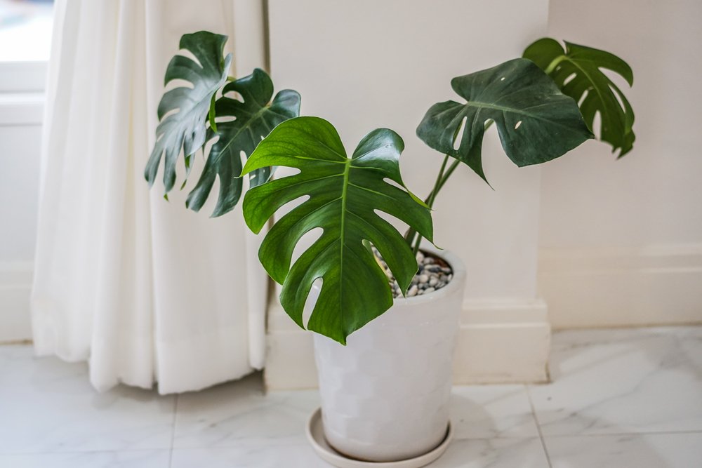 planta adornando la sala