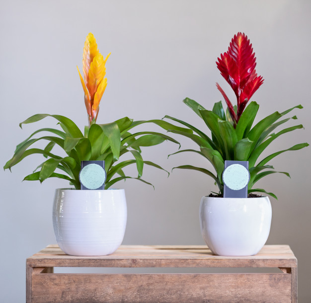 bromelias en interiores