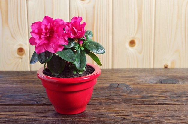 planta de Azalea con flores