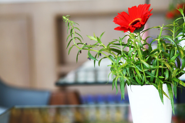 flor de Gerbera hermosa
