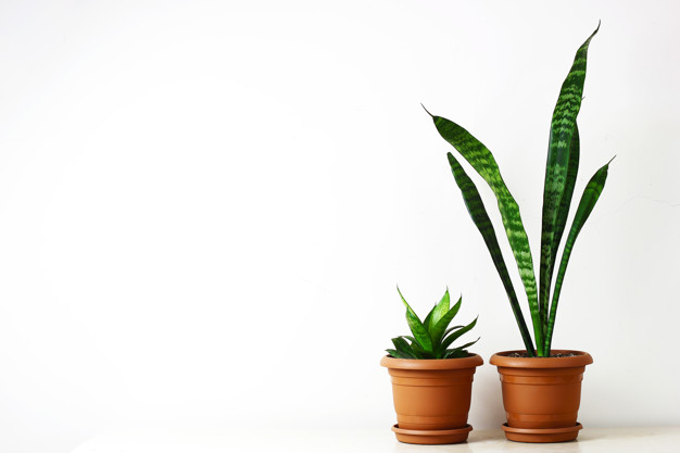 plantas para el interior y para la salud